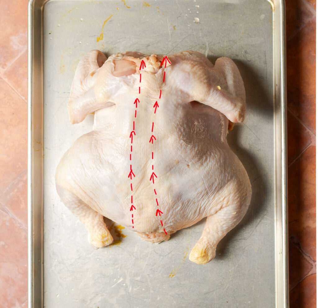 whole roaster chicken breast-side down on a baking tray with dotted lines along the spine to illustrate where to cut to spatchcock