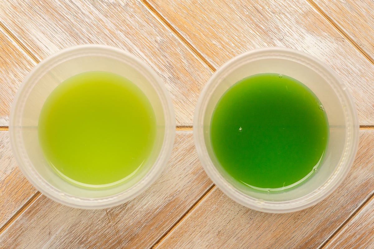 2 cups of cucumber limeade - one light green made with peeled cucumbers and the other darker green made with skin-on cucumbers.